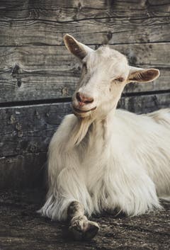 Auf vielen Alpen im Alpstein hat der Alpsommer nun endlich begonnen und die Tiere können die Zeit in vollen Zügen geniessen! Aufgenommen bei der Kalthütte am Sämtisersee. (Bild: Pascal Inauen)