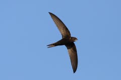 Ein erwachsener Mauersegler im Flug. Typisch sind die sichelartigen Flügel. (Bild: PD - 22. Juni 2018)