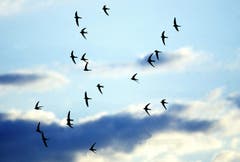 Der Mauersegler wurde vom Schweizer Vogelschutz 2005 zum Vogel des Jahres gekürt. (Bild: Schweizer Vogelschutz/KEY - 29. Juni 2005)