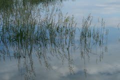 Oben oder unten? Wasserspiegelung im Naturschutzgebiet Rhyspitz. (Bild: Fredy Zünd)