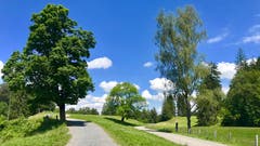 Endlich Sommer auf dem Zugerberg. (Bild: Peter Bumbacher, Zugerberg, 13. Juni 2019)