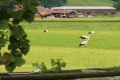 Auf der Suche nach Nahrung: Stücke stolzieren auf einer abgemähten Wiese. (Bild: Irene Wanner, Schötz, 15. Juni 2019)