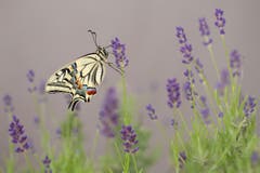 Ein Schmuckstück der Natur: Heute Morgen präsentierte sich dieser herrliche Schwalbenschanz von seiner schönsten Seite. (Bild: Irmgard Sonderer)