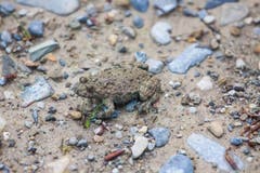 Gelbbauchunke, Froschlurch. Nicht schön aber rar. Die Art ist in der Schweiz gefährdet und auf der roten Liste für bedrohte Tiere. (Bild: Hans-Jörg Stalder)