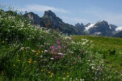 Der Alpsommer steht in voller und prächtiger Blüte. Hier auf Alp Soll bei Brülisau. (Bild: Franz Häusler)