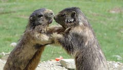 Zwei Murmeltiere beim spielerischen Kampf. (Bild: Bruno Ringgenberg, Saas-Fee, 15. Juni 2019))