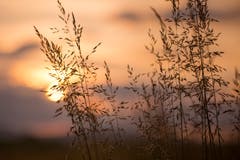 Gräser im Sonnenuntergang. (Bild: Priska Ziswiler-Heller, Wauwilermoos, 11. Juni 2019))