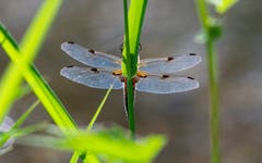 Libelle beim Biotop Ebnet Herisau. (Bild: Luciano Pau)