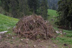 Ein Haufen Geäst auf der Alp Fräkmünt.
