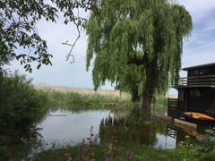 Hoher Wasserpegel, fotografiert zwischen Arbon und Romanshorn. (Bild: Ursula Stadelmann)