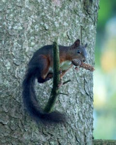 Eichhörnchen mit Tannenzapfen. (Bild: Hans Aeschlimann)