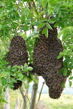 Bienenschwarm in den frühen Morgenstunden. (Bild: Richard Bührer)