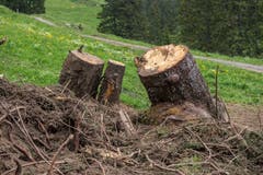 Auf der Alp Fräkmünt ist eine Lawine niedergegangen und hat ganze Baumstrünke mitgerissen. (Bilder: Dominik Wunderli, 18. Juni 2019)
