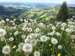 (Nicht mehr) blühende Aussicht. (Bild: Karl Bürge)