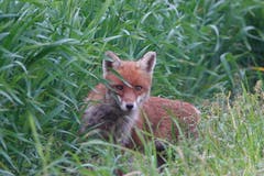 Was guckst du? Den Fuchs gesehen in Wigoltingen. (Bild: Richard Bührer)