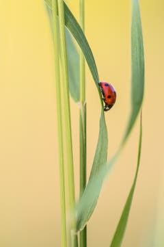 Farbtupfer. (Bild: Franziska Hörler)