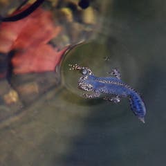 Erfrischendes Bad im Botanischen Garten St. Gallen. (Bild: Stella Catenazzi)