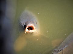Hunger ist schlimmer als Durst; Ganz viele neugierige Besucher und trotzdem nicht zum naschen! (Bild: Margrith Imhof-Röthlin, Goldau, 1. Juni 2019)