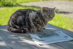 Kater Basil beim Lesen der Thurgauer Zeitung. (Bild: Felix Walker)