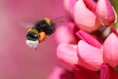 Die Hummel verlässt unsere Lupinen vollbeladen mit Nektar. (Bild: Xaver Husmann, Rain, 2. Juni 2019)