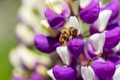 Honigbiene bei den Lupinen. (Bild: Gillas Willi)