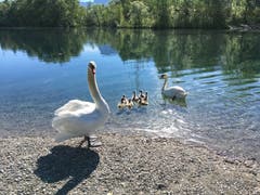 Sonntagsausflug mit stolzen Eltern am alten Rhein. (Bild: Toni Sieber)