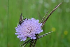 Feld-Witwenblume bei Eschenz. (Bild: Christian Müller)