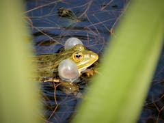 Den Mund zu voll genommen? (Bild: Margrith Imhof-Röthlin, Seleger Moor, 20. Juni 2019)