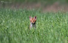 Was für ein schöner Jungfuchs! (Bild: Iris Geisseler, 17. Juni 2019)