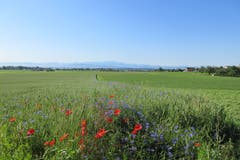 Oh Thurgau Du Heimat! Landschaft bei Langrickenbach. (Bild: Georg Locher)