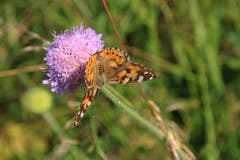 Geduldig wartete dieser Schmetterling bis das Foto gemacht wurde. (Bild: Irene Wanner, Willisau, 19. Juni 2019)