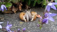 Wahre Liebe im Hausgarten. (Bild: Walter Schmid, Neuenkirch, 18. Juni 2019)