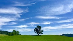 Blauer Himmel, einige Cirrus Wolken und ein Baum: Fertig ist das schöne Sommerbild. (Bild: Peter Bumbacher, Morgartenberg ZG, 19. Juni 2019)