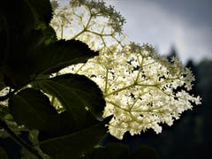 Solche «Natur-Schönheiten» kann und darf man nicht übersehen! (Bild: Margrith Imhof-Röthlin, Eigenthal, 20. Juni 2019)