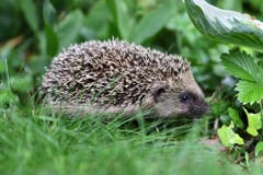 5 junge Igel bevölkern Nachbars Garten. (Bild: Xaver Husmann, Rain, 22. Juni 2019)