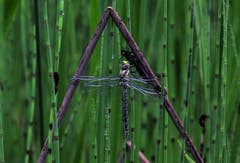 Diese Libelle – wohl eine Mosaikjungfer – hat sich soeben aus ihrer Larvenhaut befreit und stärkt sich nun am Sonnenlicht. (Bild: André Egli, Ettiswil, 22. Juni 2019)