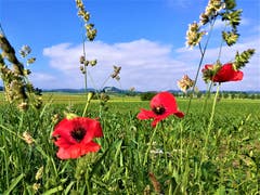 Eine Biene im Anflug auf eine Mohnblume. (Bild: Urs Gutfleisch, Wauwilermoos, 23. Juni 2019)