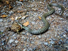 Ringelnatter mit Appetit. Ob sie das noch schafft? Angetroffen bei einer Biketour im Rheintal. (Bild: Rolf Naegeli)