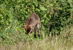 Fuchs beim Sprung auf die Maus, gesehen in Bürglen. (Bild: Richard Bührer)