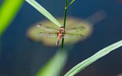 Libellen passen ihre Farbe der Umgebungstemperatur an: In sonnenreichen Regionen sind sie heller, in sonnenarmen dunkler. (Bild: Luciano Pau)