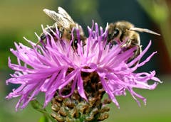 Zwei Bienen sammeln Nektar im Wald. (Bild: Bruno Schuler, Buochs, 16. Juni 2019)