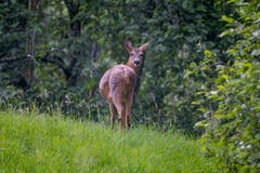 Das Reh, Wildtier im Appenzellerland. (Bild: Luciano Pau)