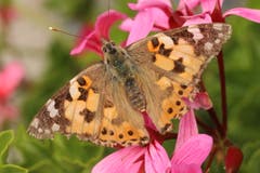 Der Distelfalter hat einen Garten mit Blumen entdeckt. (Bild: Xaver Husmann, Rain, 23. Juni 2019)