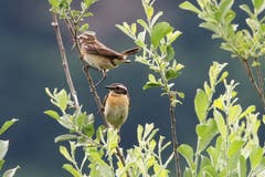 Braunkehlchen-Paar im Ruggeller Riet. (Bild: Fridolin Leuzinger)