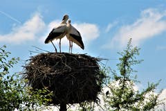 «Zweisamkeit» im Murimoos. (Bild: Josef Habermacher, Muri, 24. Juni 2019)