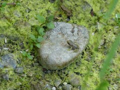 Die junge Gelbbauchunke ist zwar noch klein. Aber beim Hüpfen macht sie schon ganz grosse Sprünge, sogar auf den grossen Stein. (Bild: Josef Lustenberger, Wolhusen, 24. Juni 2019)