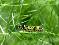 Diese Schwalbenschwanz - Raupe im Garten gehört der Sommergeneration an und schlüpft ab Juli bis August. (Bild: Josef Lustenberger, Ruswil, 24. Juni 2019)