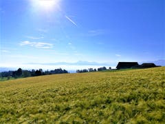 Wunderbares Sommerwetter mit Blick auf die Rigi. (Bild: Urs Gutfleisch, Ruswil, 24. Juni 2019)