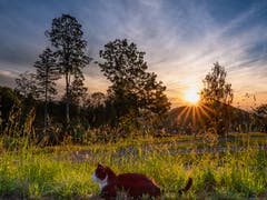 Gemütlicher Sonnenuntergang für diese Katze beim Sedel Herisau. (Bild: Luciano Pau)