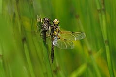 Die frischgeschlüpfte Vierflecklibelle hat sich schon schön entfaltet. (Bild: Marianne Schmid, Ettiswil, 24. Juni 2019)